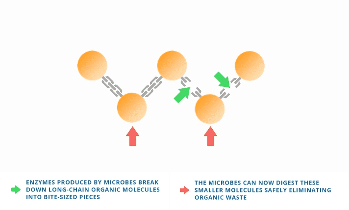 enzymes-produced-by-microbes-diagram