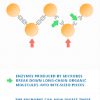 diagram of enzymes and microbes