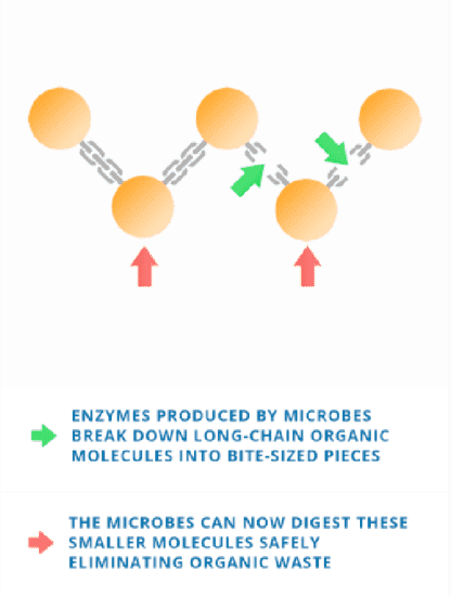 diagram of enzymes and microbes