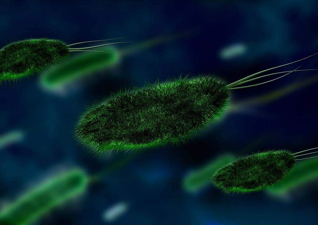 septic-tank-bacteria