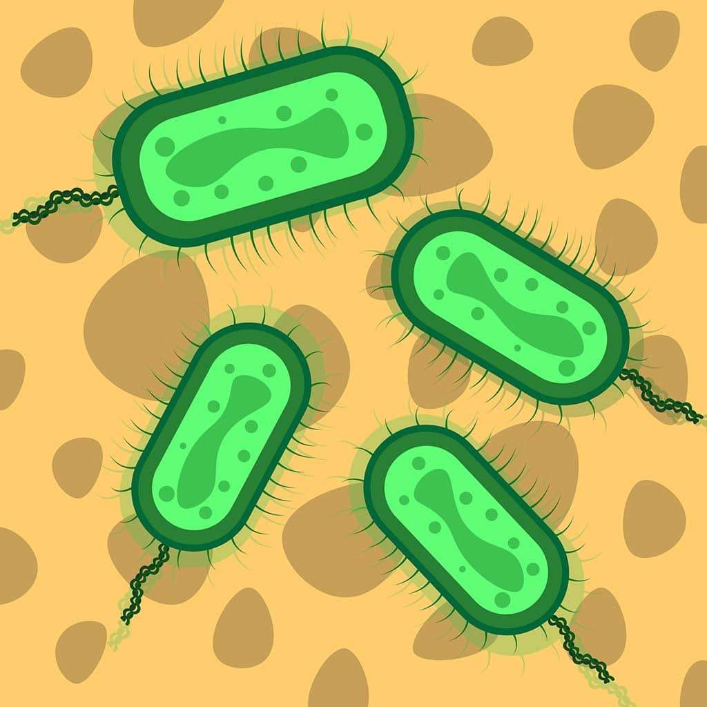 septic-tank-bacteria