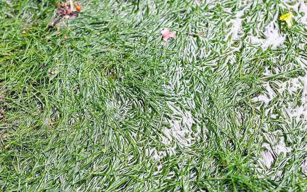 flooded grass near septic tank