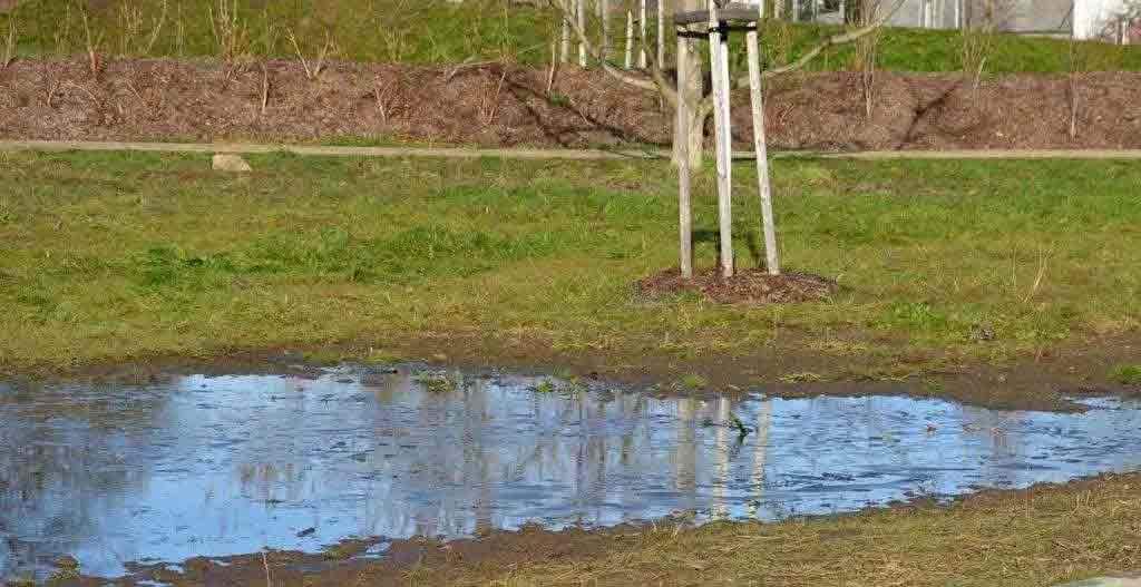 water logged grass caused by septic tank